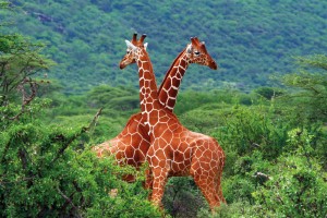 Image: South African Safari / Anna Omelchenko / stock.adobe.com