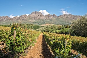 Image: Stellenbosch Vineyards / Delphotostock / stock.adobe.com